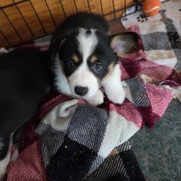 Black collar - Black and tan male Pembroke Welsh Corgi puppy in Fallon, Nevada from Fuzzy Butt Corgies