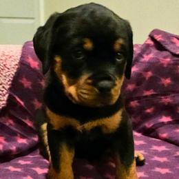 Female 6 - Black and rust female Rottweiler puppy in Aspers, Pennsylvania from Vom Uberlegenen Rottweilers