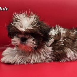 Tri Color and White Boy - Red and white male Shih Tzu puppy in Tenino, Washington from Dolled Up Pup