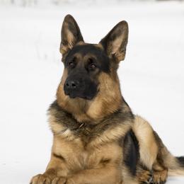 Goose - German Shepherd