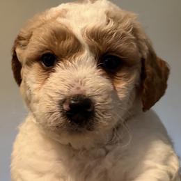 Female, Yellow Collar - Parti female Goldendoodle puppy in Wichita, Kansas from Goldendoodles of Oz