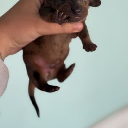 Dachshund and Poodle Puppies from Stocktons Doxies & Poodles