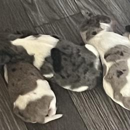 Blue Merle Boy - Parti male Miniature Schnauzer puppy in Decatur, Texas from Virgil Farms