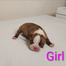 Girl Boston terrier - Red female Boston Terrier puppy in Salisbury, North Carolina from P3 Boston Terriers in NC