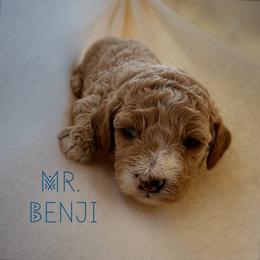 Mr. Benji - Red  male Goldendoodle puppy in Sacramento, California from Dandy Doodles Goldendoodles