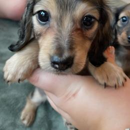 Saga - Cream female Dachshund puppy in Mobile, Alabama from Ruff Patch Doxie Den