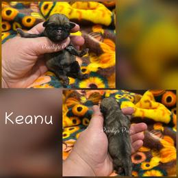 Keanu - Fawn male Pug puppy in Summerville, Georgia from Pearly’s Pugs & Pollywog Poodles