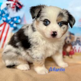 Atlantic - Blue merle male Miniature Australian Shepherd puppy in Chino Valley, Arizona from BlueZion Aussies