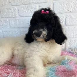 Goldendoodle and Poodle Puppies from Elizabeth Rocha's Doodles