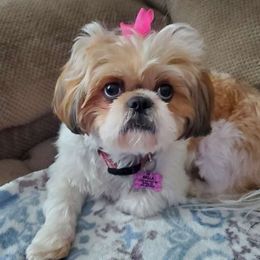 Bella - Shih Tzu