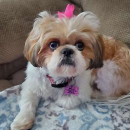 Bella - Shih Tzu