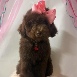 Lyric - Chocolate female Goldendoodle puppy in La Grange, Georgia from Heartfelt GoldenDoodles