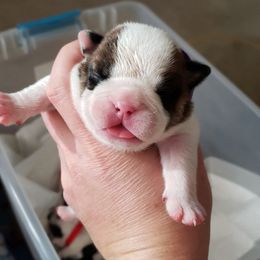 English Bulldog Puppies from Ruza's Bulldogs