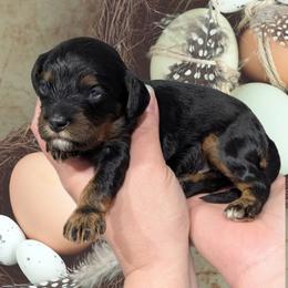 Male 2 - Black and tan male Cavapoo puppy in Coshocton, Ohio from Forever Family Puppies