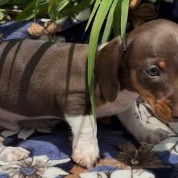 Dachshunds and English Toy Spaniels from Draggonfly Manor