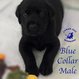 First Pick Black Male - Black male Labrador Retriever puppy in Greater Houston Area, Texas from Coram Deo Retrievers