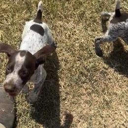 Kai - Liver and white male German Shorthaired Pointer puppy in Stephenville, Texas from VOM BOSQUE RIVER DEUTSCH KURZHAAR and FOREST RIVER LLEWELLINS