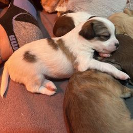 Briar - Sable spotted white male Chihuahua puppy in Canton, Texas from Heavenly Chihuahua