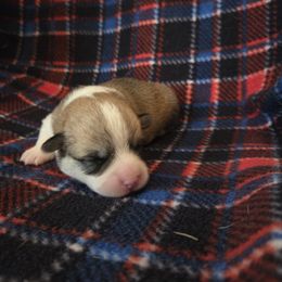 Pembroke Welsh Corgi Puppies from Salted Rim Corgis