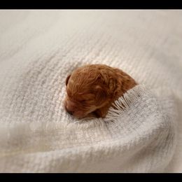 Goldendoodle Puppies from Abidoodles