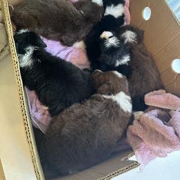 Border Collie Puppies from Athena’s Collies