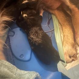Haunted - Black & white male Miniature Australian Shepherd puppy in Interlachen, Florida from Lucky Bones Miniature Australian Shepherds