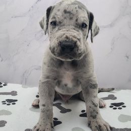 Ash - Merle male Great Dane puppy in Kannapolis, North Carolina from Carolina Great Danes & Toy Poodles
