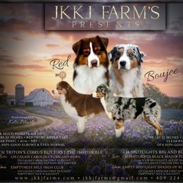 Australian Shepherd puppies from JKKJ Farms