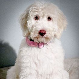 Double Doodle, Goldendoodle, Poodle, Yorkipoo, and Yorkshire Terrier All Grown Up from Edgewater Doodles & Designer Pups
