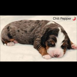Chili Pepper - Blue merle male Bernedoodle puppy in Roseburg, Oregon from Lookingglass Doodles
