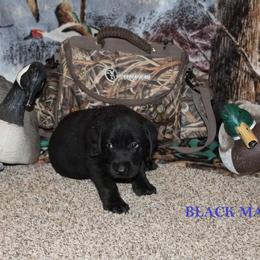 Labrador Retriever Puppies from Copper Creek Outfitters and Kennel