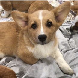 Pembroke Welsh Corgi Puppies from Redwood Corgis