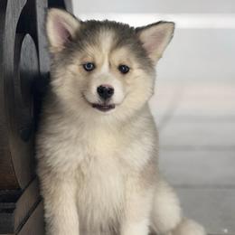 Goldie - Silver female Pomsky puppy in Lewiston, Minnesota from Family Pomsky