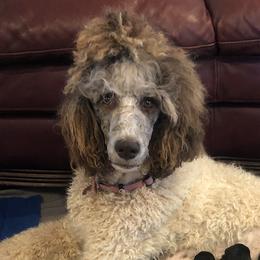 Ginger - Poodle