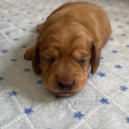 Storm - Dapple female Dachshund puppy in Mc Donough, Georgia from L & J Kennel