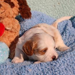 Louis - Blenheim male Cavapoo puppy in Fort Worth, Texas from Creekwood Miniature Cavapoos