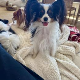 Papillon Puppies from Papillons in the Pines