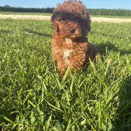 Penny - Parti female Goldendoodle puppy in Wever, Iowa from JK Royal Lines