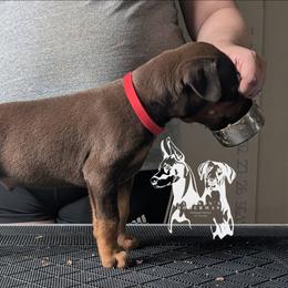 Red Collar Male 6 - Latte x Rogue - Red and rust male Doberman Pinscher puppy in Spencer, Indiana from Jackson's Dobermans
