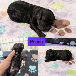 Penne - Black female Cockapoo puppy in Clarks Summit, Pennsylvania from M&M Cockapoos