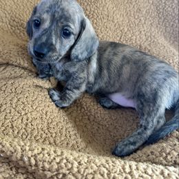 (608)370-3991 DO NOT SUBMIT APP IF NOT SERIOUS - Brindle female Dachshund puppy in Wisconsin from Sabe and Shabe’s Doxies