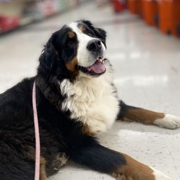Dinah - Bernese Mountain Dog