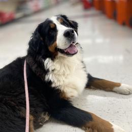 Dinah - Bernese Mountain Dog