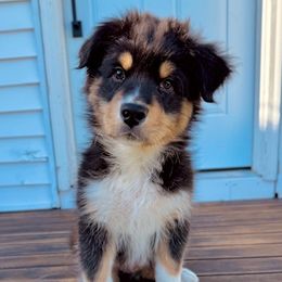 Moses - Black tri-color Australian Shepherd puppy in Patchogue, New York from South Shore Aussies