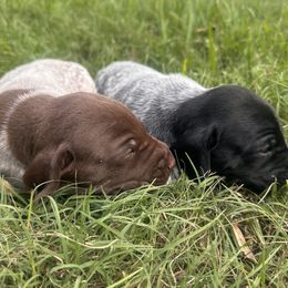 German Shorthaired Pointer puppies from M&R Breeders