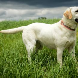 Dilute Retriever All Grown Up from Roaming Lab Farms