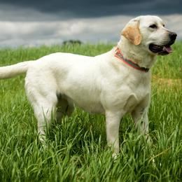 Dilute Retriever All Grown Up from Roaming Lab Farms