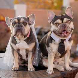 French Bulldogs from Heaven Lee French Bulldogs
