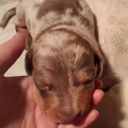 Dewy - Dapple male Dachshund puppy in Birchtree, Missouri from Cruzan Dachshunds