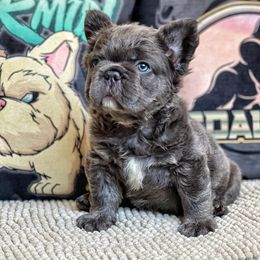 Bernedoodle, French Bulldog, Goldendoodle, and Poodle Puppies from Stardust Doodles